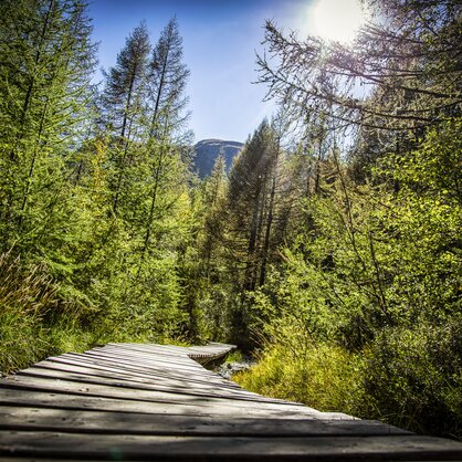 Ein Waldweg führt auf Holzbrettern durch einen idyllischen Wald nahe der Hängebrücke Furi  | © Andrea Soltemann