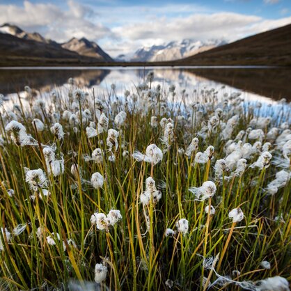 Herbstliche Blumen am Ufer des Schwarzsee | © Pascal Gertschen