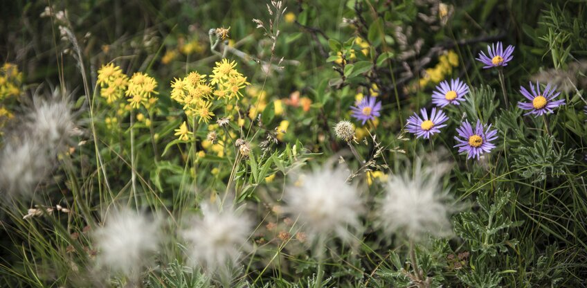 Flower variety 