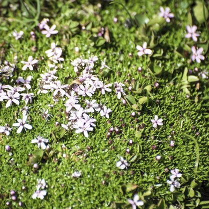 Violette Blumen auf grünem Hintergrund