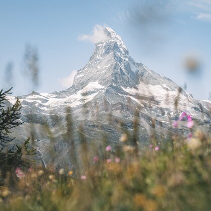 Matterhorn with flower meadow