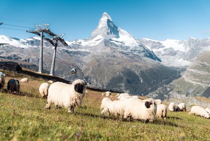 Eine Herde von Schwarznasenschafen weiden auf Blauherd und dahinter erstrahlt das Matterhorn.  | © Basic Home Production