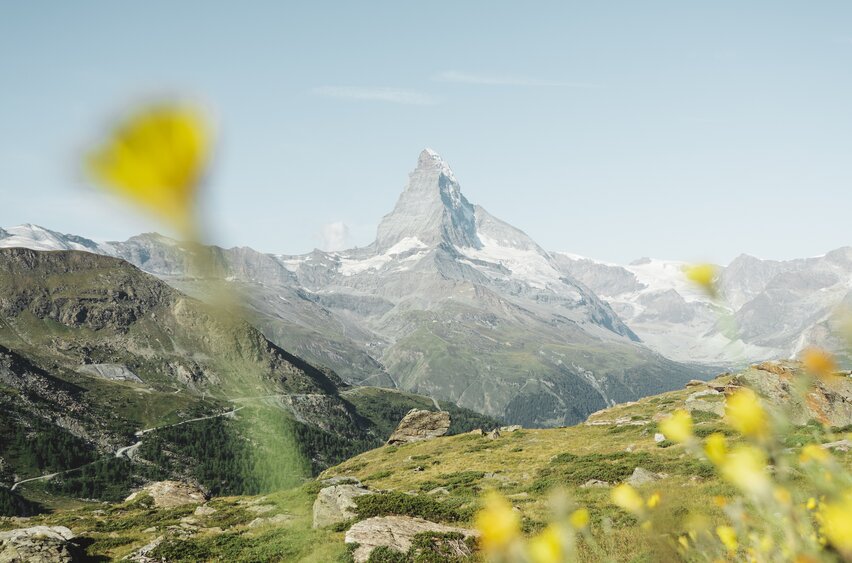 Das Matterhorn erstrahlt bei schönstem Wetter umgeben von einer sattgrünen Sommerlandschaft.  | © Marco Schnyder